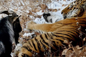 Koza timura przejechała amur z domu w śniegu Koza timura przejechała amur z domu w śniegu
