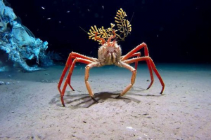 Crab spider Crab spider