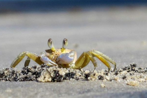 Kraba uciekł z restauracji z nożem w culshne