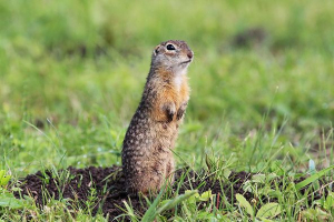 Wydrukuj suslik Wydrukuj suslik