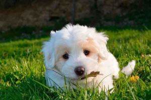 Piękne pseudonimy dla szczeniąt dziewcząt. Jaka nazwa wybiera psa? Piękne pseudonimy dla szczeniąt dziewcząt. Jaka nazwa wybiera psa?