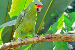 Red moloby amazon: gdzie żyje jukatan parridge?