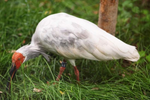 Red-nonged lub japońskie ibis - najbardziej rzadki ptak na ziemi Red-nonged lub japońskie ibis - najbardziej rzadki ptak na ziemi
