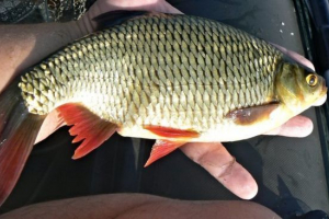 Krasnoperka Krasnoperka