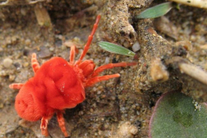 Roztocza czerwonych motelu - nośniki infekcji pasożytów Roztocza czerwonych motelu - nośniki infekcji pasożytów