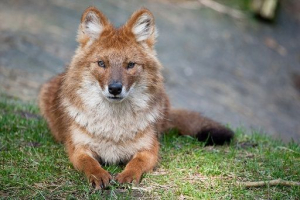 Czerwony wilk górski