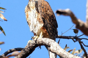 Czerwony jastrząb - wellness