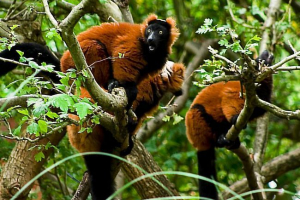 Red lemur var