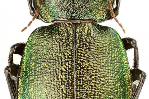 Krasotel mesh: zdjęcie, opis chrząszcza Krasotel mesh: zdjęcie, opis chrząszcza