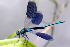 Piękno-girl - wyrafinowany dragonfly Piękno-girl - wyrafinowany dragonfly