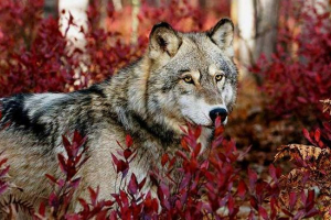 Krótka wiadomość o zwierzętach