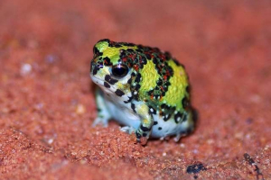 Krupiona pustynia - kim ona jest i jak żyje?