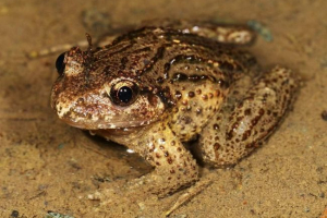 Ręce - nie pająki, ale żaby Ręce - nie pająki, ale żaby