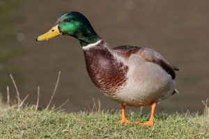 Mallard Mallard