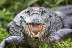 Krokodyl z kanalizacji: w luizjanie ulice idą na ulicach 3-metrowy gad Krokodyl z kanalizacji: w luizjanie ulice idą na ulicach 3-metrowy gad