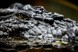 Krokodyle widzą wszystko, nawet gdy sen