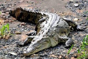 Amerykański krokodyl (surowy)