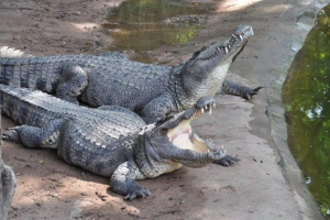 Siamese crocodile Siamese crocodile