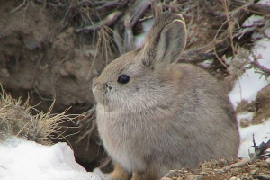 Rabbit pigmere - wagodny widok