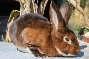 Królik rex Królik rex