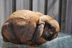 Króliki rasy ram - godność i wady Króliki rasy ram - godność i wady