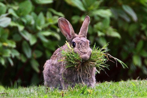 Króliki: wszystko o nośnikach cennych futra Króliki: wszystko o nośnikach cennych futra