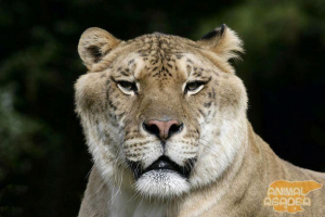 Największe koty na świecie