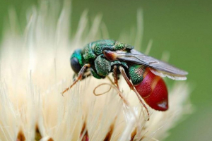 Duże parns - rzadka shirenka