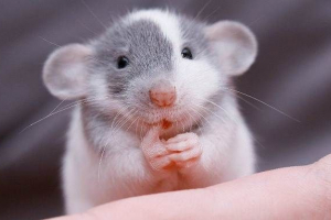 Rat dambo. Opis, funkcje, typy, opieka i cena szczura dambo Rat dambo. Opis, funkcje, typy, opieka i cena szczura dambo