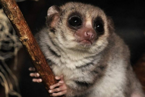 Szczur lemury - mały widok lemur Szczur lemury - mały widok lemur