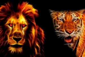 Kto wygra walkę? Lwa lub tygrys