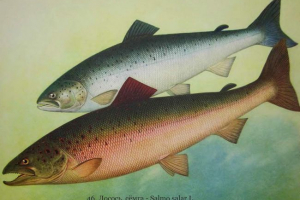 Kto jest rybą łososiem?