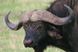 Którzy są takimi bawołów? Którzy są takimi bawołów?