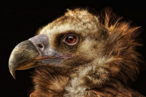 Kim są takie sępy i jakie odmiany istnieją w przyrodzie Kim są takie sępy i jakie odmiany istnieją w przyrodzie