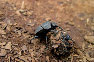 Kim są takie saprofagi? Jakie organizmy są z nimi związane?