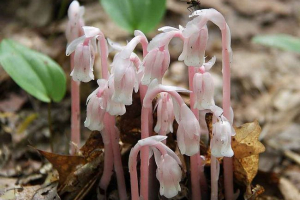 Którzy są takimi saprofitami? Jakie organizmy są z nimi związane?