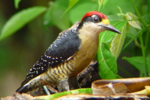 Kto jest takim czarnym jeźdźcem?