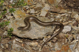 Kto jest trójstronnym palcem z żółtym brzuchem?