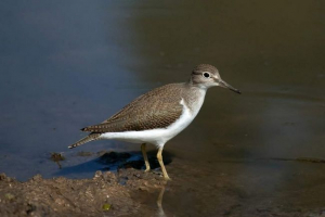 Kulik-carrier: dlaczego przewoźnik? Kulik-carrier: dlaczego przewoźnik?