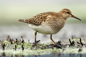 Plasterki i ich typy