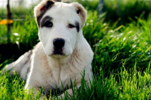 Oszczędzanie uszu i ogona w alala - estetyka lub konieczność?