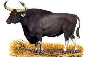 Kurpets - zwierzę, pochodzenie nie jest jasne Kurpets - zwierzę, pochodzenie nie jest jasne