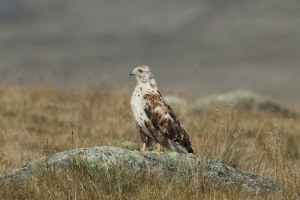 Kurgan mokhnoye Kurgan mokhnoye