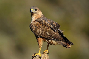 Kurgannik: wszystko o ptaki ofiar Kurgannik: wszystko o ptaki ofiar