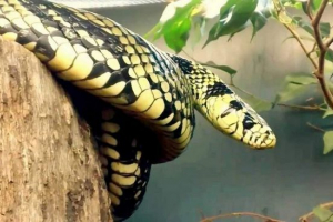 Kuroured - wąż, polowanie na drobiu Kuroured - wąż, polowanie na drobiu