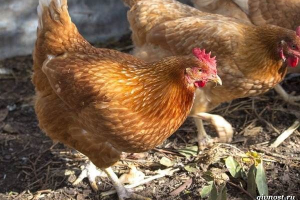 Highsex. Opis, funkcje, opieka i treść Highsex. Opis, funkcje, opieka i treść