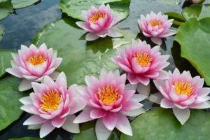 Water lily water Water lily water