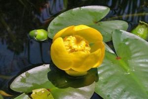 Dzbanek żółty Dzbanek żółty