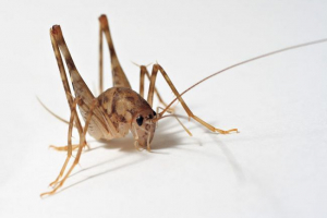 Orangery grasshopper