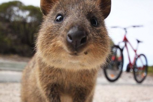 Quokka - uśmiechnięte zwierzę